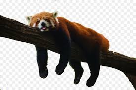 The red panda is the real charmer of the wildlife of sikkim with its cute presence on the treetops. Panda Cartoon
