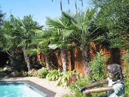 A tropical pool designed to enhance the south florida lifestyle. Seasonslandscape Com Landscaping Backyard Pool Landscaping Tropical Landscaping Landscaping Along Fence