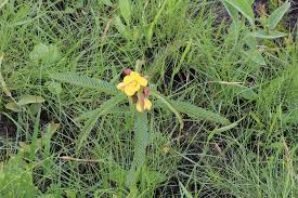 Image result for Chamaecrista plumosa