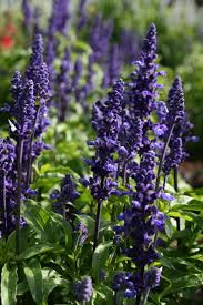 Image result for Salvia farinacea