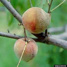 Check spelling or type a new query. 15 Tree Fruit And Nuts Nc State Extension Publications
