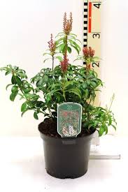 Image result for Pieris japonský bonfire obrázek