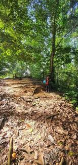 Officiated in 2005 by the state's minister, the pusat. Bukit Lagong Forest Reserve Selangor Malaysia Beliebte Routen Alltrails