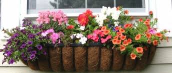 Whether you prefer a substantial wooden trough or a series of hayrack planters, your sunny window box will draw attention throughout the growing season. Blooming Hayrack Planter Window Box Contest Window Box Planters Window Planter Boxes