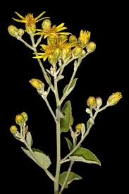 Image result for Athroisma