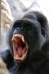Gorilla Shouting Shut Up Gorilla Primates Animals