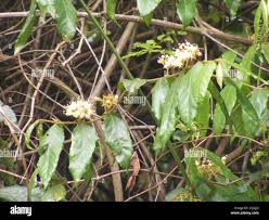 Image result for Keetia gueinzii