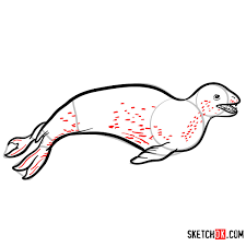 Wrapping up the big cat tutorial, monika zagrobelna will teach you how to draw a leopard, jaguar, and more. How To Draw A Leopard Seal Sea Animals Sketchok Easy Drawing Guides