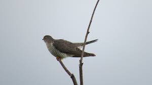 This species is a widespread summer migrant to europe and asia, and winters in africa. Kuckuck Aussehen Lebensraum Nahrung Brutverhalten