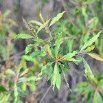 Image result for Faurea saligna