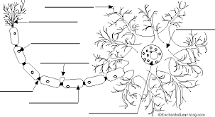 A simplified diagram of a human cell. Label Neuron Anatomy Printout Enchantedlearning Com