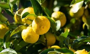 Citron clothing will enhance your individual style with elegant, unique and timeless wearable works of art inspired by many cultures around the world. What Is A Citron The Ancient Fruit You Should Be Eating Now