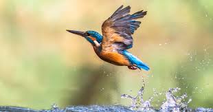 Download Wildlife In France Eurotunnel Le Shuttle