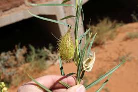 Image result for Gomphocarpus fruticosus