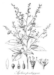 Image result for Connaraceae