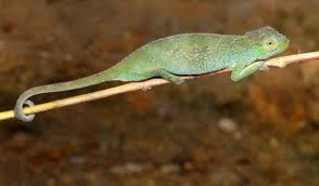 Image result for Stereochlaena cameronii