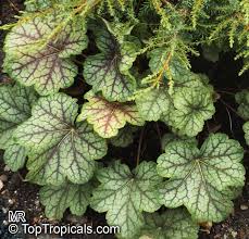 Heuchera Green Spice Heuchera Plant Leaves Plants