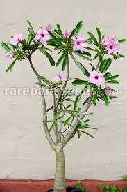 Image result for Adenium swazicum