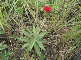 Image result for Pleiotaxis