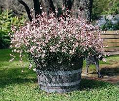 We did not find results for: Gaura Zone 5 9 Would Look Great In Container Like Shown Flowers Year Round White Gaura Is An Informal Yet Graceful Orn Plants Gaura Lindheimeri Gaura Plant