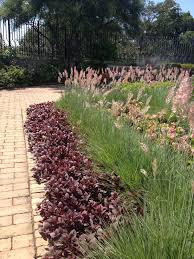 Ruby grass, from proven winners and treesearch farms. July 2015 In The Kauffman Garden