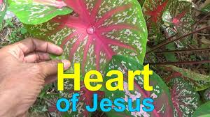 Heart Of Jesus Caladium Heart Of Jesus Jesus