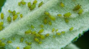 Disease of the bark of a fruit tree, yellow spots, lichen fungus infecting the trunk and. Tree Fruit Insects Usu