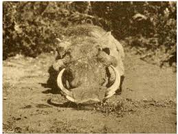 Image result for Diplolophium africanum