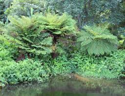 Image result for Cyathea dregei