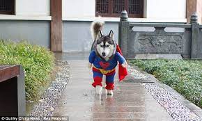 Is It A Bird Is It A Plane No It S Ice The Super Husky Pet Halloween Costumes Pet Costumes Dog Costumes