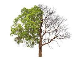 Check spelling or type a new query. Tips Information About General Tree Care Gardening Know How