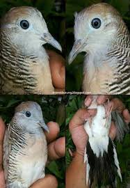 Sedangkan betinanya lebih kecil agak membulat atau lonjong. Mengenal Lebih Dekat Ciri Ciri Dari Burung Perkutut Majapahit Kicau Mania