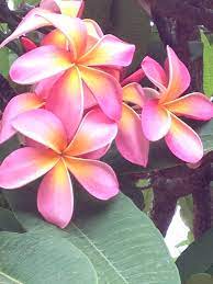Plumarias Tropical Flowers Plumeria Flower Child
