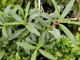 Image result for Hygrophila
