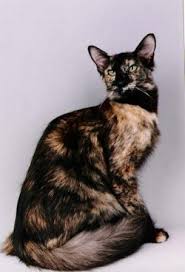 Oriental longhair cat breed and advice. Gccf Online Cat Breeds Oriental