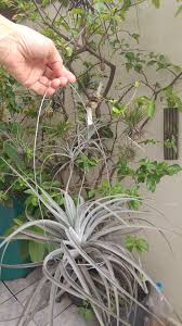 Image result for Kalanchoe latisepala