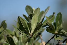 Image result for Terminalia sericea