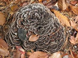 Image result for turkey tails mushrooms