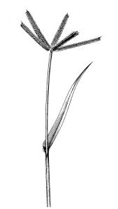 Image result for Dactyloctenium aegyptium