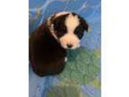 Adopt judy a australian shepherd, border collie. Puppyfinder Com Australian Shepherd Puppies Puppies For Sale Near Me In New Jersey Usa Page 1 Displays 10