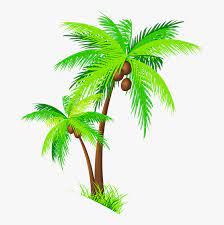 Discover 76 free coconut tree clipart png images with transparent backgrounds. Coconut Tree Clipart Palm Trees With Coconuts Png Transparent Png Transparent Png Image Pngitem