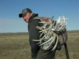 What time of year do deer shed antlers? 25 Experts Give Their Best Shed Hunting Tips For Those Who Can T Find Any Outdoor Empire