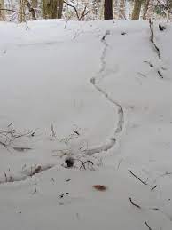 Snow, of course, makes tracking easy. Https Www Post Journal Com Life Nature 2017 02 Snowy Landscape Explorations