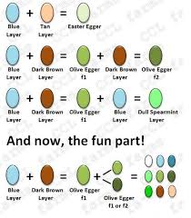 The Olive Egger Thread Egg Laying Chickens Best Egg Laying Chickens Chickens Backyard