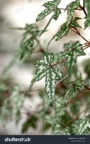 Image result for Erianthemum dregei