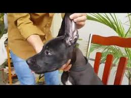 We did not find results for: St Dane Puppies For Sale 07 2021