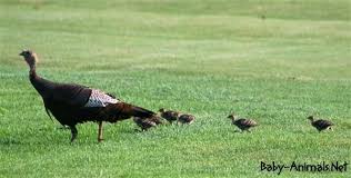 baby turkey baby animals baby turkey baby animals baby animals pictures