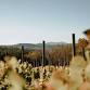 Serre Vineyards | Mount Airy, NC | Weddings ... event in Mt Airy, NC