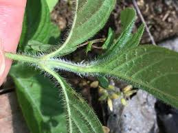 Image result for Vandellia humilis