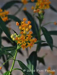 Daylilies Arrive With The Summer Heat Digging Butterfly Garden Milkweed Daylilies